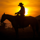 Illustration for article titled Man Fined For Riding Horse to Taco Bell, Achieves Peak Texas